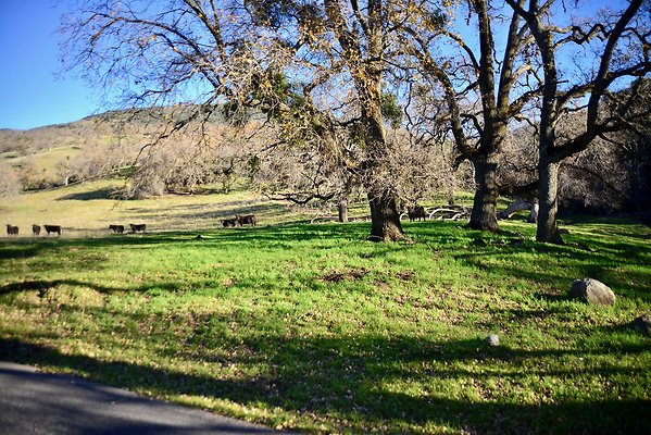 Beartrap.Rd.Trees.4.4.Mile (8)
