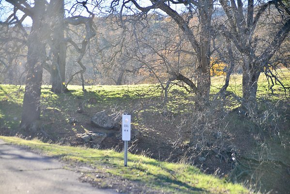 Beartrap.Rd.Trees.4.4.Mile (5)