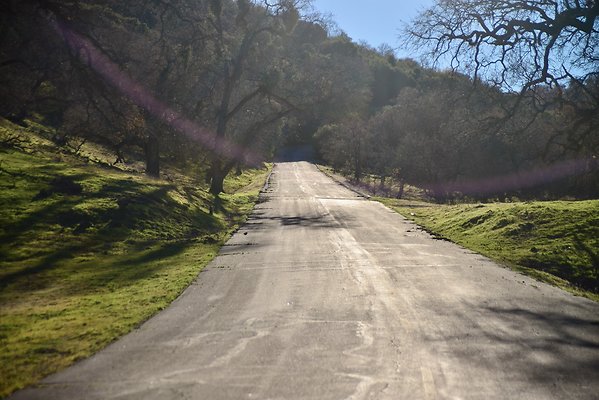 Beartrap.Rd.Trees.4.4.Mile (4)