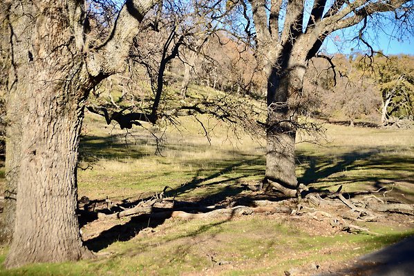 Beartrap.Rd.Trees.4.4.Mile (9)
