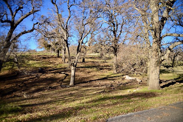 Beartrap.Rd.Trees.4.4.Mile (6)