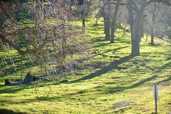 Beartrap.Rd.Trees.4.4.Mile (3)