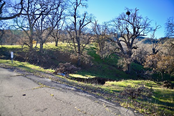 Beartrap.Rd.Trees.4.4.Mile (2)