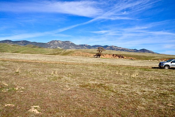 B.TEJON.AFRICAN TREE.6