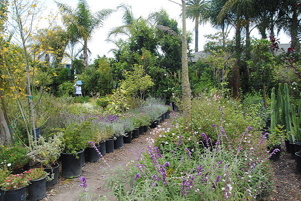 DSC 0037