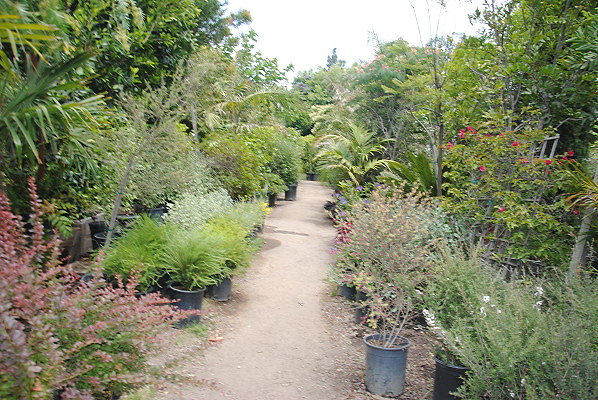 DSC 0043