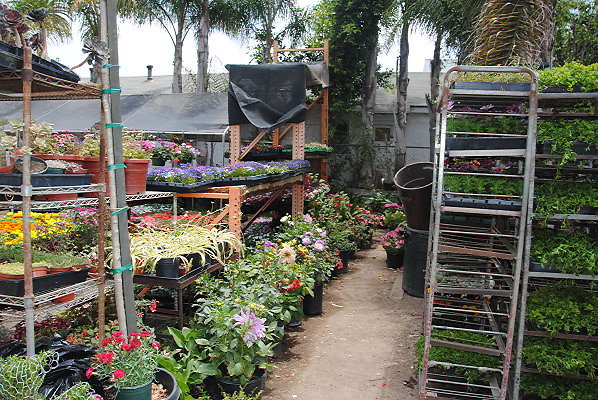 DSC 0008
