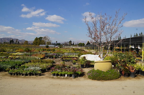 Green.Thumb.Growing.Canoga.P.11