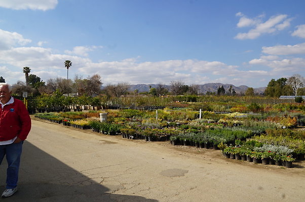 Green.Thumb.Growing.Canoga.P.10