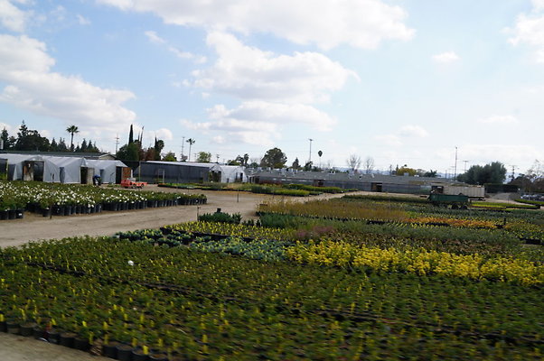 Green.Thumb.Growing.Canoga.P.49