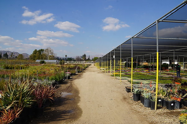 Green.Thumb.Growing.Canoga.P.14