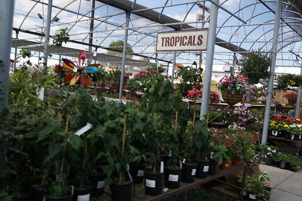 Green.Thumb.Super.Garden.71