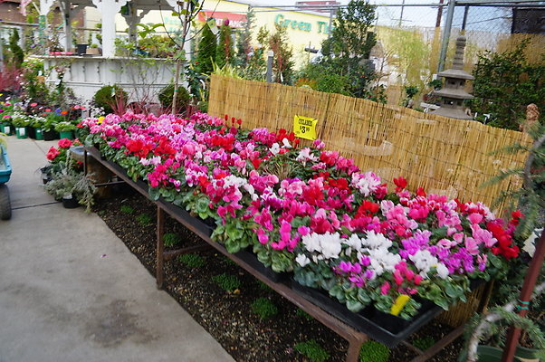 Green.Thumb.Super.Garden.74