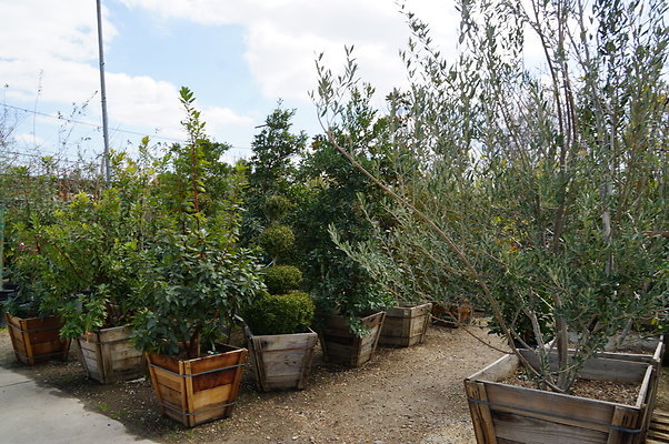 Green.Thumb.Super.Garden.43