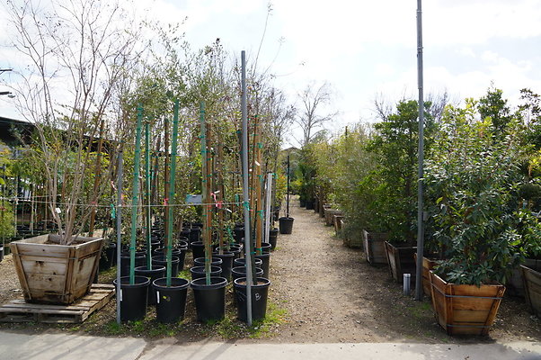 Green.Thumb.Super.Garden.21