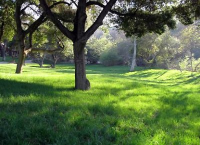 Canyon.Ranch.Trees.Grass.Forest