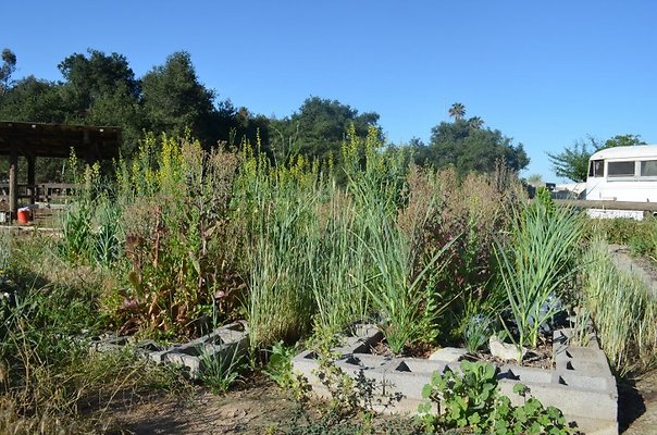 Zorthian Ranch.Garden.Altadena