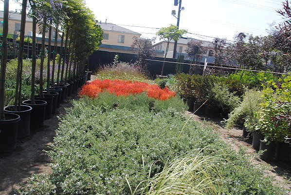 DSC 0500