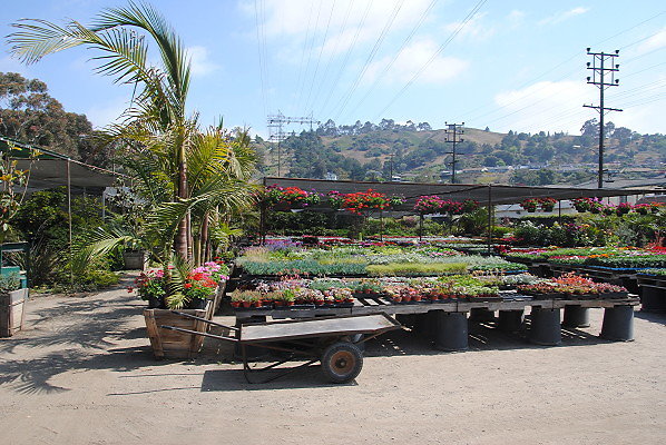 DSC 0453
