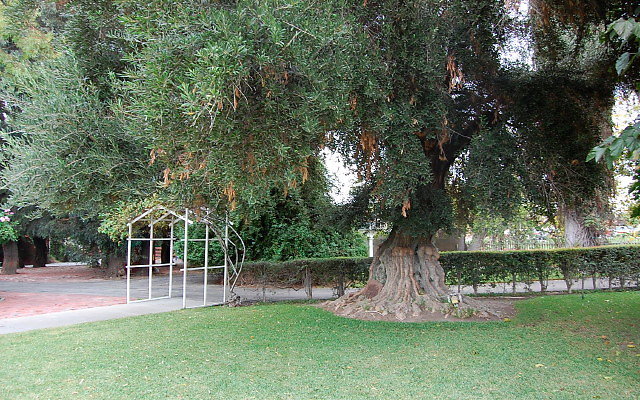 DSC 0003