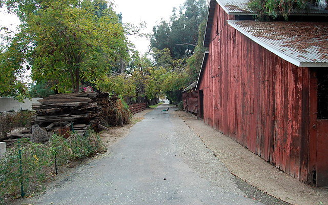 DSC 0039a