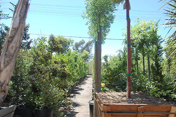 DSC 0258