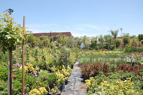 DSC 0294