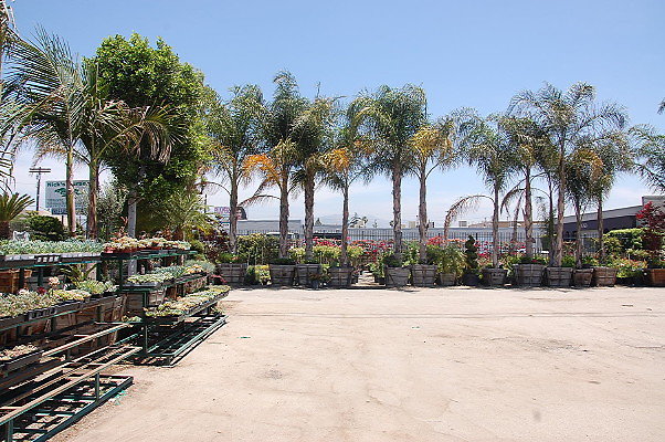 DSC 0239