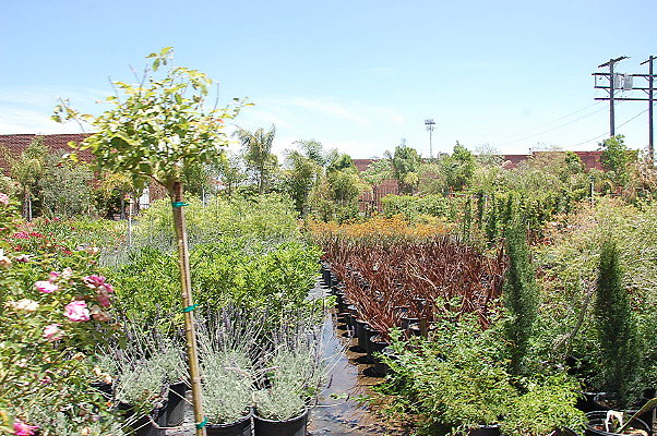 DSC 0295