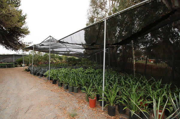 Pacific.View.Nursery.Malibu.20