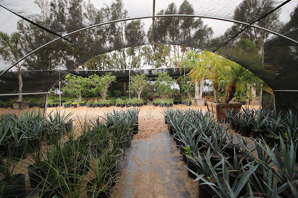 Pacific.View.Nursery.Malibu.34