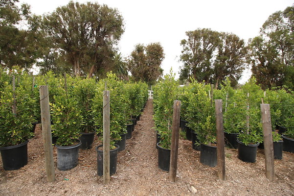 Pacific.View.Nursery.Malibu.39