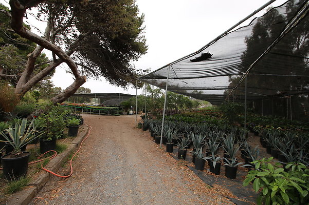 Pacific.View.Nursery.Malibu.21