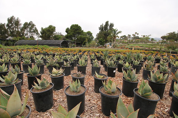 Pacific.View.Nursery.Malibu.37