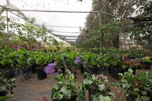 Pacific.View.Nursery.Malibu.23