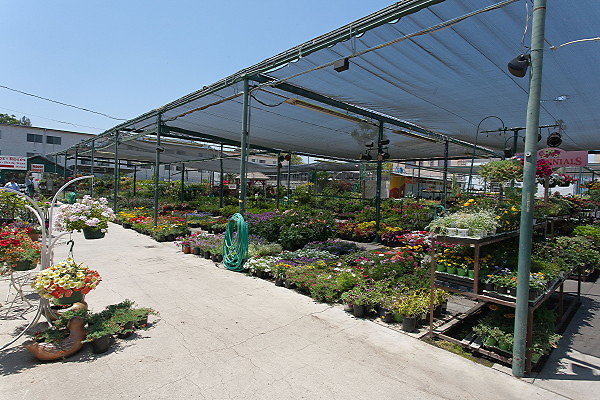 GREEN ARROW NURSERY 061312006