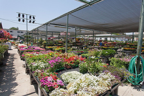 GREEN ARROW NURSERY 061312008