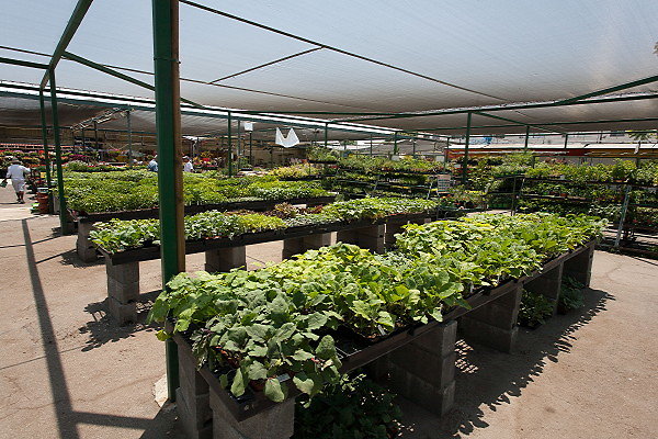 GREEN ARROW NURSERY 061312016