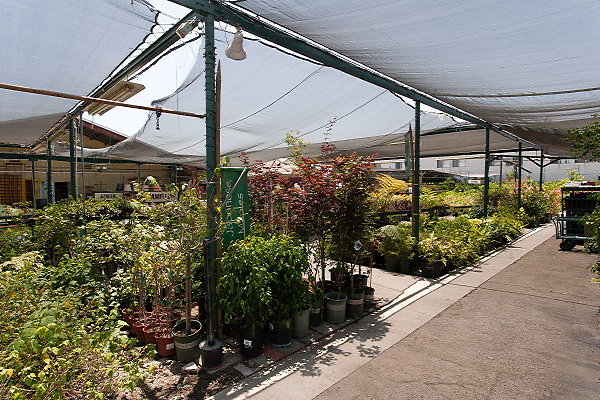 GREEN ARROW NURSERY 061312023