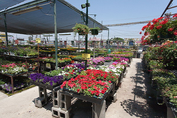 GREEN ARROW NURSERY 061312007
