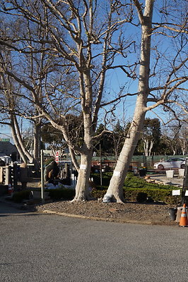 Marina.Garden.Center.27