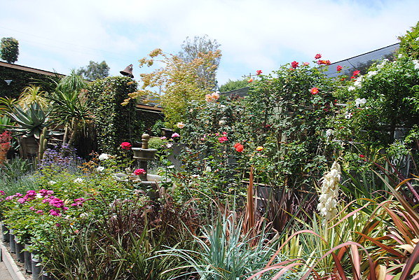 DSC 0264