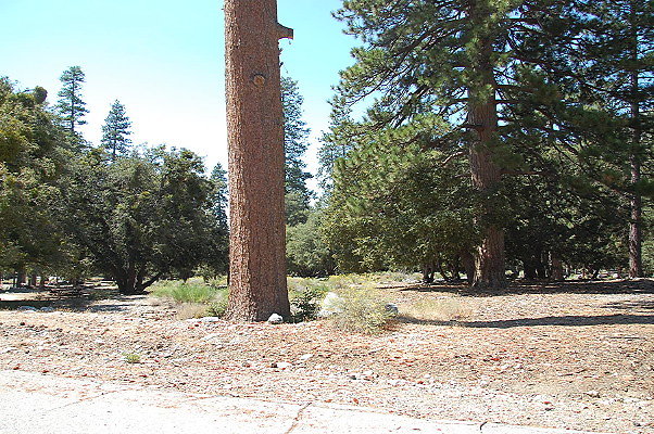 DSC 0001