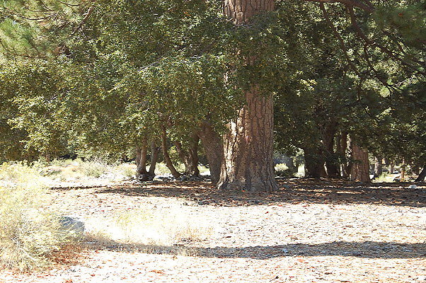 DSC 0004