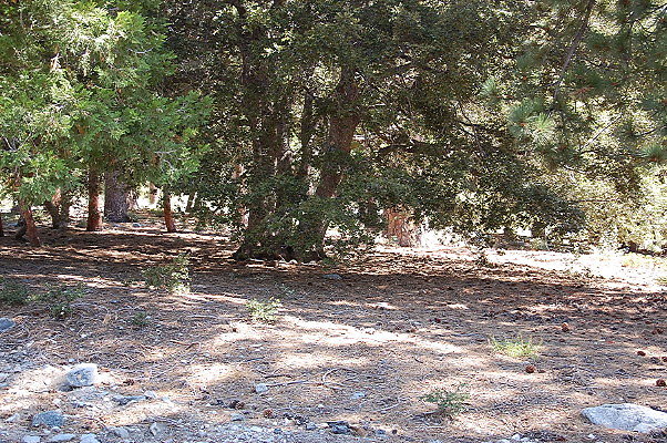 DSC 0038