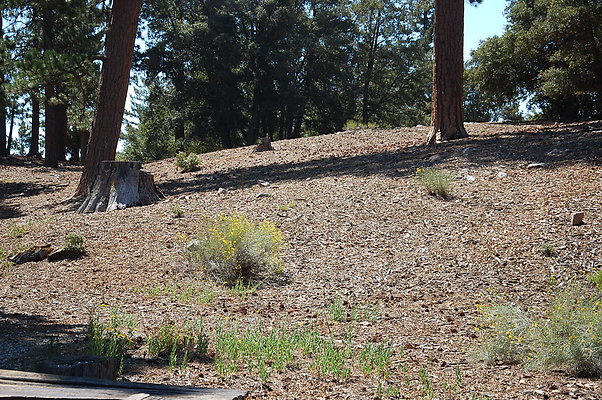DSC 0032