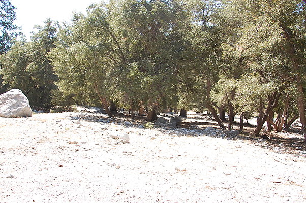 DSC 0019