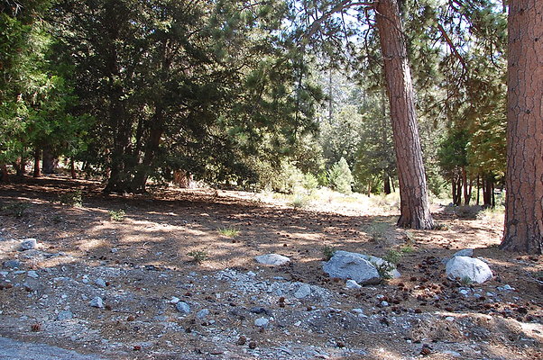 DSC 0036