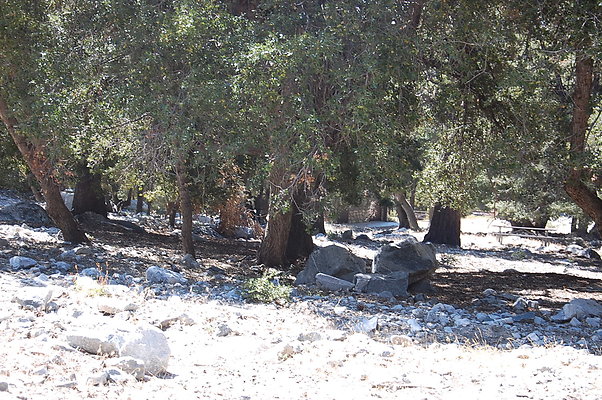 DSC 0015
