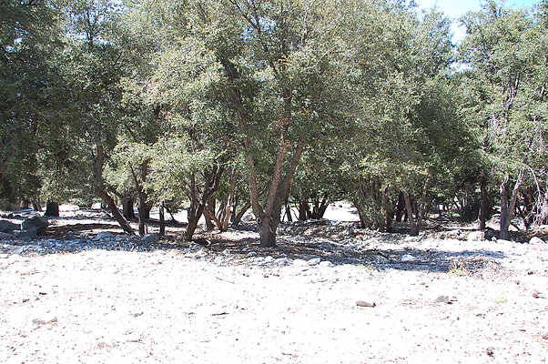 DSC 0020